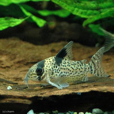 キンペコのおすすめ人気商品一覧 通販 - Yahoo!ショッピング