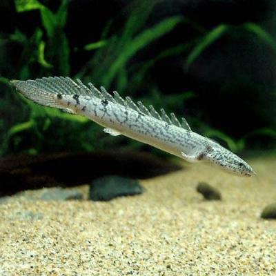 ポリプテルスデルヘッジ8匹 ポリプテルス・デルヘッジ 8cm± 1匹 - 不二熱帯魚