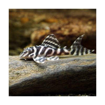 ニューメガクラウンゼブラプレコ（熱帯魚生体）｜観賞魚生体｜熱帯魚 