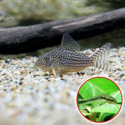 CORY．ステルバイ １０匹セット ２から３ＣＭ SM/MSサイズ コリドラスステルバイのおすすめ人気商品一覧 通販 - Yahoo!ショッピング