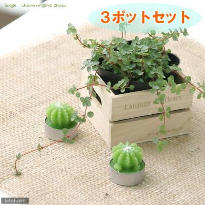 巨大ダブルヘッド アデニア グラウカ ねこちゃん型 楽天市場】アデニア グラウカの通販