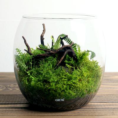 苔テラリウム（GEX）のおすすめ人気商品一覧 通販 - Yahoo!ショッピング