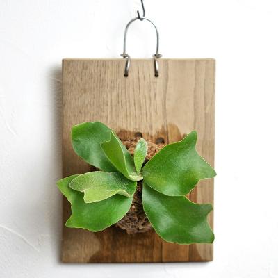 壁掛け 植物 シダ植物の商品一覧 通販 - Yahoo!ショッピング