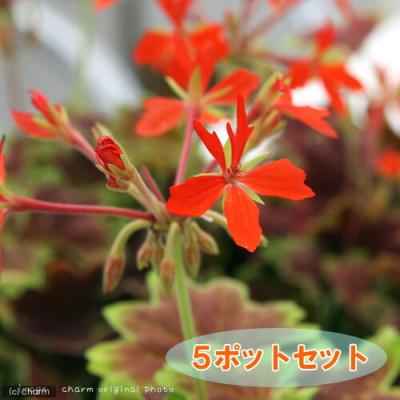 ゼラニウム バラ咲き（花の苗）｜苗 | 花、ガーデニング のおすすめ