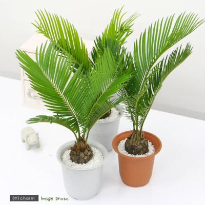 ソテツ（観葉植物） | 花、ガーデニング のおすすめ人気商品一覧 通販