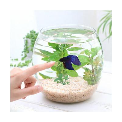 ベタ飼育セットの商品一覧 通販 - Yahoo!ショッピング