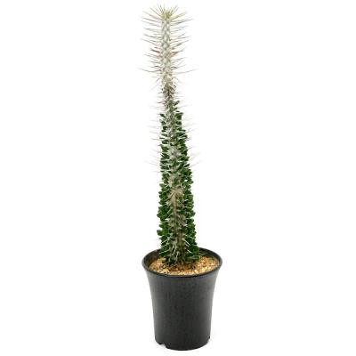 オルレア（花の苗）｜苗 | 花、ガーデニング のおすすめ人気商品一覧