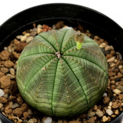 オベサのおすすめ人気ランキングTOP100 - Yahoo!ショッピング