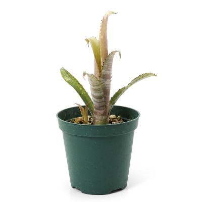 タンク ブロメリアのおすすめ人気商品一覧 通販 - Yahoo!ショッピング