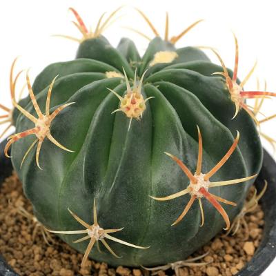 フェロカクタス（サボテン、多肉植物） | 花、ガーデニング のおすすめ
