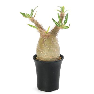 パキポディウム グラキリスのおすすめ人気ランキングTOP100 - Yahoo