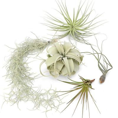 キセログラフィカ（観葉植物） | 花、ガーデニング の商品一覧 通販