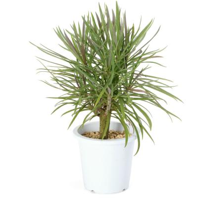 モンキーツリー 植物の商品一覧 通販 - Yahoo!ショッピング