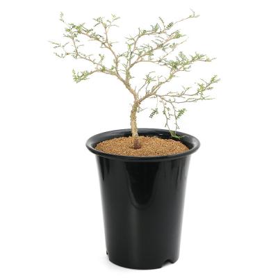 パキプス 鉢のおすすめ人気商品一覧 通販 - Yahoo!ショッピング