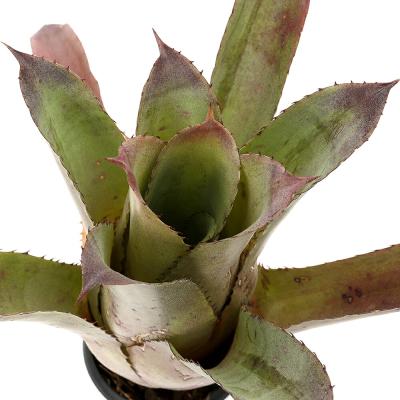 ブロメリア ホヘンベルギア（観葉植物） | 花、ガーデニング の