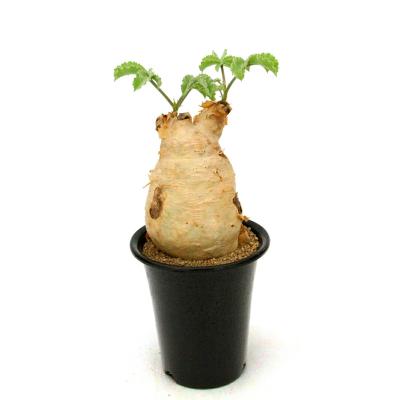 キフォステンマ（サボテン、多肉植物） | 花、ガーデニング のおすすめ