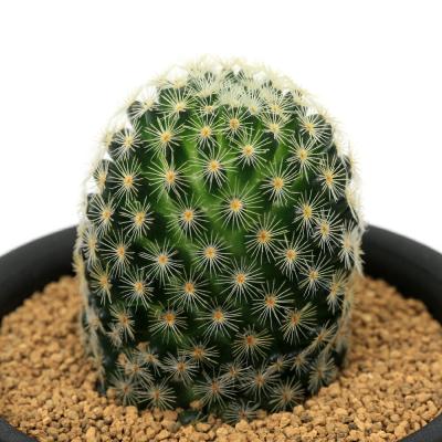 サボテン マミラリア（サボテン、多肉植物） | 花、ガーデニング の