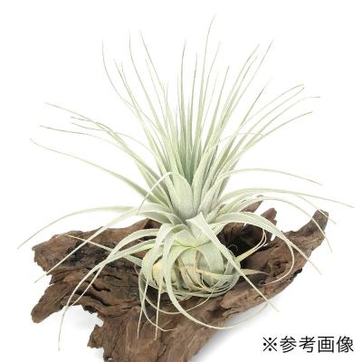 エアプランツ（その他花、ガーデニング） | 花、ガーデニング の
