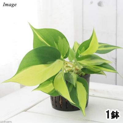 カラジウム 苗（観葉植物） | 花、ガーデニング のおすすめ人気商品