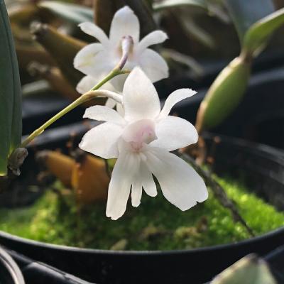 デンドロビウムのおすすめ人気ランキングTOP100 - Yahoo!ショッピング