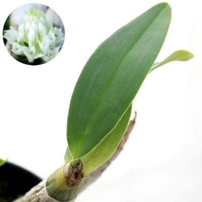 洋ラン 洋蘭（花の苗）｜苗 | 花、ガーデニング のおすすめ人気商品