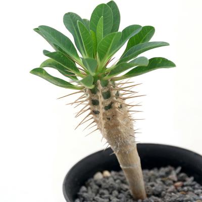 ユーフォルビア 種子の商品一覧 通販 - Yahoo!ショッピング