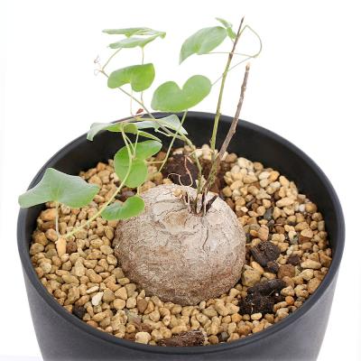 亀甲竜のおすすめ人気商品一覧 通販 - Yahoo!ショッピング