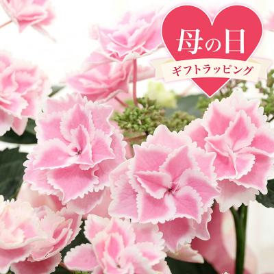 あじさい 紫陽花 アジサイ きらきら星のおすすめ人気商品一覧 通販