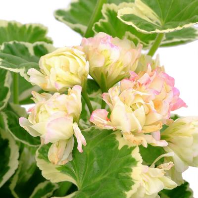 斑入りゼラニウム（苗） | 花、ガーデニング のおすすめ人気商品一覧