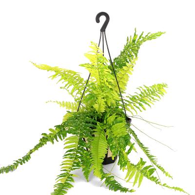 シダ ネフロレピス（観葉植物） | 花、ガーデニング のおすすめ人気