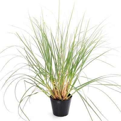 パンパスグラス鉢植え パンパスグラス ホワイトフェザー 白花 10 5cm
