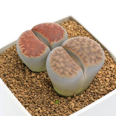 リトープスの商品一覧 通販 - Yahoo!ショッピング