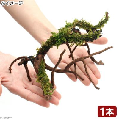 ハイゴケの商品一覧 通販 - Yahoo!ショッピング