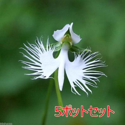 ⭐️多弁咲き⭐️5号鉢4⭐️品種４鉢セット② 5号球（花、ガーデニング）のおすすめ人気商品一覧 通販 - Yahoo
