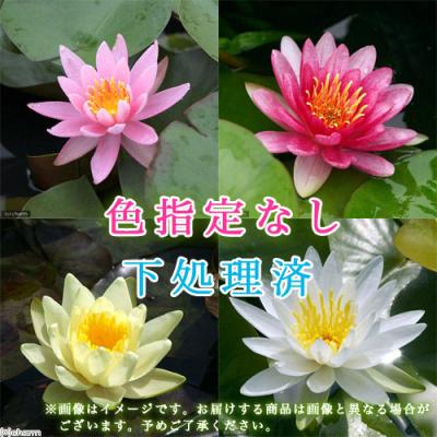 睡蓮花の商品一覧 通販 - Yahoo!ショッピング