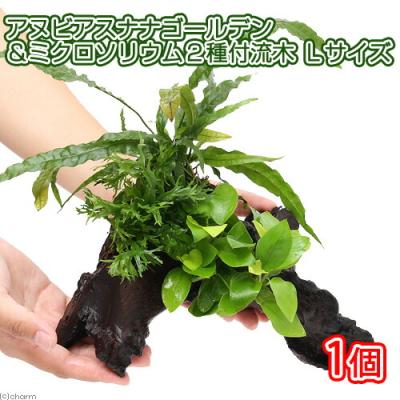 charm 第2ヤフー店 - アヌビアス｜Yahoo!ショッピング