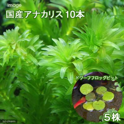 アナカリスのおすすめ人気ランキングTOP100 - Yahoo!ショッピング