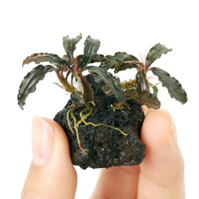 ブセファランドラ クダガン（熱帯魚、アクアリウム用品） | ペット用品