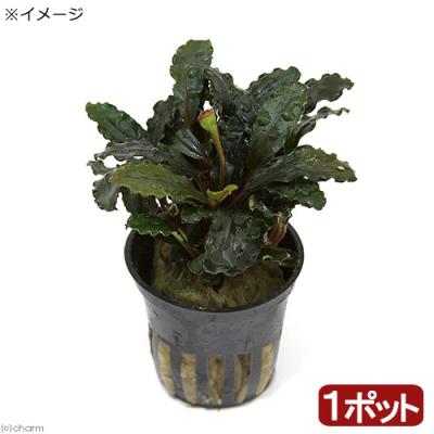 ブセファランドラ 種のおすすめ人気商品一覧 通販 - Yahoo!ショッピング