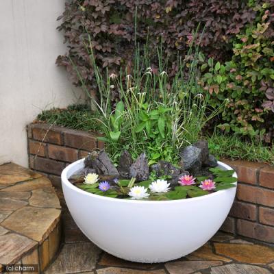 メダカ鉢のおすすめ人気商品一覧 通販 - Yahoo!ショッピング