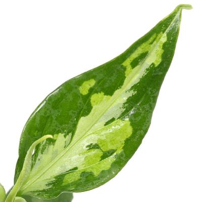 アグラオネマ ピクタム（観葉植物） | 花、ガーデニング のおすすめ