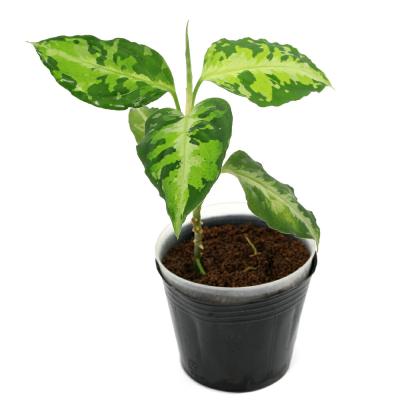 アグラオネマ ピクタム（観葉植物） | 花、ガーデニング のおすすめ