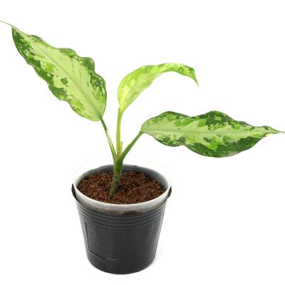 アグラオネマ ピクタム（観葉植物） | 花、ガーデニング のおすすめ