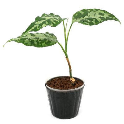 アグラオネマ ピクタム（観葉植物） | 花、ガーデニング のおすすめ