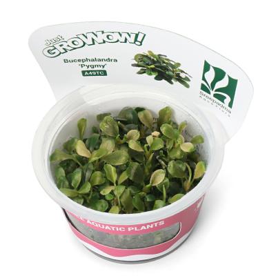 ブセファランドラのおすすめ人気商品一覧 通販 - Yahoo!ショッピング