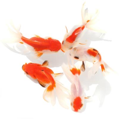 ■金魚　更紗オランダ獅子頭　5匹約7cm kotinettaigyo_20210507-12