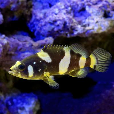 淡水エイ（鑑賞魚生体）｜熱帯魚、アクアリウム用品 | ペット用品 