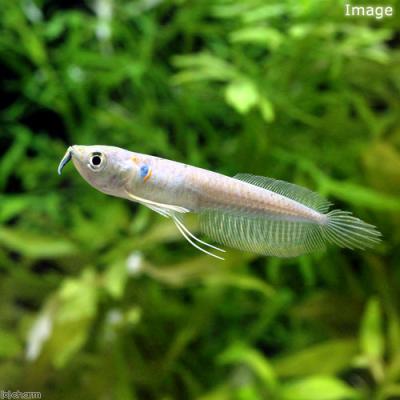 アロワナ（熱帯魚生体）｜観賞魚生体｜熱帯魚、アクアリウム用品