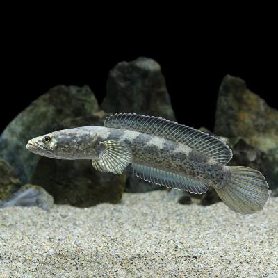 チャンナバルカ 45cm 訳あり チャンナバルカ 45cm 訳あり