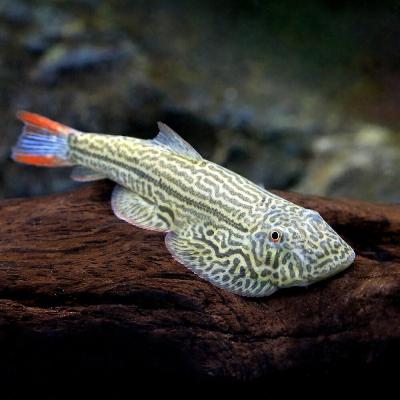 インペリアルゼブラプレコ（熱帯魚、アクアリウム用品） | ペット用品